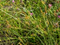 Carex otrubae Gessie villastad, Vellinge, Skåne, Sweden 20150621_0028