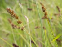 Carex otrubae Lagunens småbåtshamn, Ribersborg, Malmö, Skåne, Sweden 20160725_0040