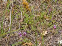 Carex otrubae Lyngsjön, Kristianstad, Skåne, Sweden 20170719_0112