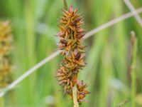 Carex otrubae Tjustorps industriby, Svedala, Skåne, Sweden 20170701_0040