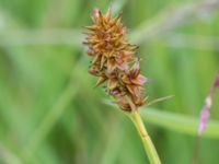 Carex otrubae Tjustorps industriby, Svedala, Skåne, Sweden 20170701_0041