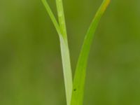 Carex otrubae Tjustorps industriby, Svedala, Skåne, Sweden 20170701_0042