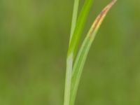 Carex otrubae Tjustorps industriby, Svedala, Skåne, Sweden 20170701_0043