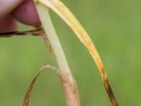 Carex otrubae Tjustorps industriby, Svedala, Skåne, Sweden 20170701_0045