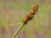 Carex otrubae Våtmark, Gyllins trädgård, Malmö, Skåne, Sweden 20190724_0016