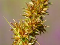 Carex otrubae Våtmark, Gyllins trädgård, Malmö, Skåne, Sweden 20190724_0017