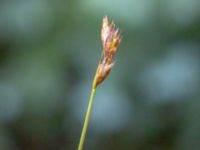 Carex pairae Ädelgransplanteringen, Toarp, Svedala, Skåne, Sweden 20240622_0027