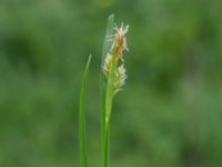 Carex pallescens Kungsängen, Kungsmarken, Lund, Skåne, Sweden 20220525_0006