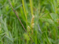 Carex pallescens Kungsängen, Kungsmarken, Lund, Skåne, Sweden 20220525_0014