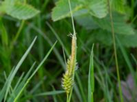 Carex pallescens Kungsängen, Kungsmarken, Lund, Skåne, Sweden 20220525_0016