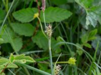 Carex panicea Kungsängen, Kungsmarken, Lund, Skåne, Sweden 20220525_0018