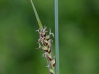 Carex panicea Kungsängen, Kungsmarken, Lund, Skåne, Sweden 20220525_0020