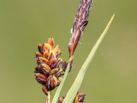 Carex panicea Sandheden, Klagshamns udde, Malmö, Skåne, Sweden 20240531_0041