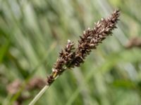 Carex paniculata Fuktängen, Klagshamns udde, Malmö, Skåne, Sweden 20150702_0050