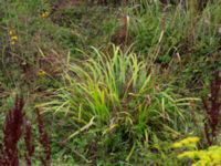 Carex pendula Björkelundadammen, Malmö, Skåne, Sweden 20190801_0001