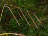 Carex pendula Björkelundadammen, Malmö, Skåne, Sweden 20190801_0003