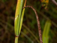 Carex pendula Björkelundadammen, Malmö, Skåne, Sweden 20190801_0004