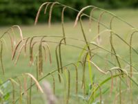 Carex pendula Sankt Hans backar, Lund, Skåne, Sweden 20160608_0059