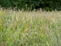 Carex pendula Sankt Hans backar, Lund, Skåne, Sweden 20160608_0061