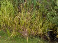 Carex pseudocyperus Österleden, Bjärred, Lomma, Skåne, Sweden 20160726_0072