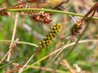 Carex punctata Tåudden, Rörö, Öckerö, Bohuslän, Sweden 20190717_0073