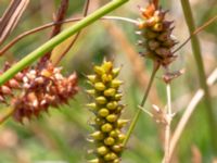 Carex punctata Tåudden, Rörö, Öckerö, Bohuslän, Sweden 20190717_0074