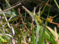 Carex punctata Tåudden, Rörö, Öckerö, Bohuslän, Sweden 20190717_0077