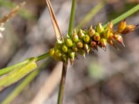 Carex punctata Tåudden, Rörö, Öckerö, Bohuslän, Sweden 20190717_0079