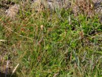 Carex punctata Tåudden, Rörö, Öckerö, Bohuslän, Sweden 20190717_0083