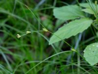 Carex remota Hjularöd, Eslöv, Skåne, Sweden 20170617_0003