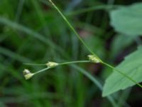 Carex remota Hjularöd, Eslöv, Skåne, Sweden 20170617_0004