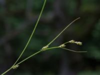 Carex remota Linnebjers naturreservat, Lund, Skåne, Sweden 20170623_0030