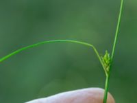 Carex remota Vaktkuren infarten Kullabergs NR, Höganäs, Skåne, Sweden 20180702_0159