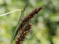 Carex riparia Fuktängen, Klagshamns udde, Malmö, Skåne, Sweden 20150702_0045