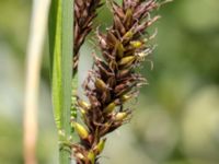 Carex riparia Fuktängen, Klagshamns udde, Malmö, Skåne, Sweden 20150702_0048