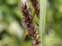 Carex riparia Fuktängen, Klagshamns udde, Malmö, Skåne, Sweden 20150702_0049