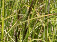 Carex riparia Fuktängen, Klagshamns udde, Malmö, Skåne, Sweden 20150702_0054