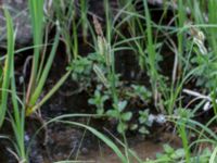 Carex riparia Tveta reningsverk, Mörbylånga, Öland, Sweden 20170525_0301