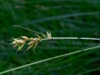 Carex spicata Eket, Toarp, Malmö, Skåne, Sweden 20230726_0267