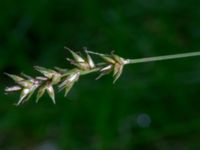 Carex spicata Eket, Toarp, Malmö, Skåne, Sweden 20230726_0269