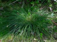 Carex spicata Eket, Toarp, Malmö, Skåne, Sweden 20230726_0270