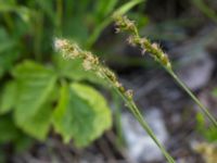 Carex spicata Kalkugnen, Klagshamns udde, Malmö, Skåne, Sweden 20150524_0084