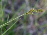 Carex spicata Kalkugnen, Klagshamns udde, Malmö, Skåne, Sweden 20150524_0086