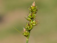 Carex spicata Lokstallarna, Malmö, Skåne, Sweden 20160601_0086