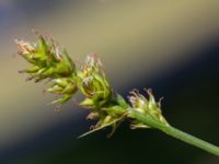 Carex spicata Lokstallarna, Malmö, Skåne, Sweden 20160601_0089