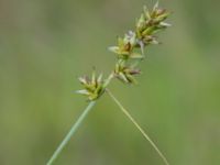 Carex spicata Tjustorps industriby, Svedala, Skåne, Sweden 20170701_0065