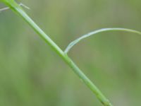 Carex spicata Tjustorps industriby, Svedala, Skåne, Sweden 20170701_0067