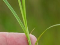 Carex spicata Tjustorps industriby, Svedala, Skåne, Sweden 20170701_0069