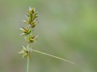 Carex spicata Tjustorps industriby, Svedala, Skåne, Sweden 20170701_0073