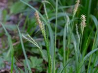 Carex sylvatica Borgholms alvar, Borgholm, Öland, Sweden 20190525_0037